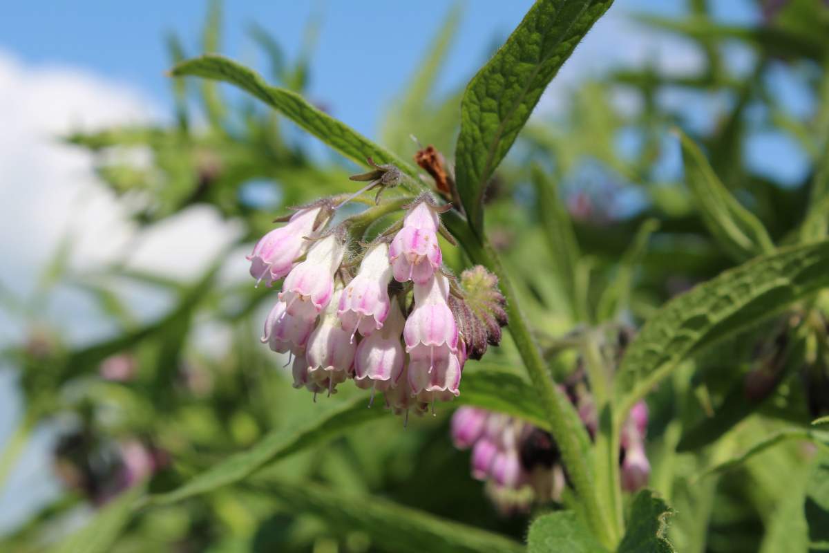 floare de tătăneasă.