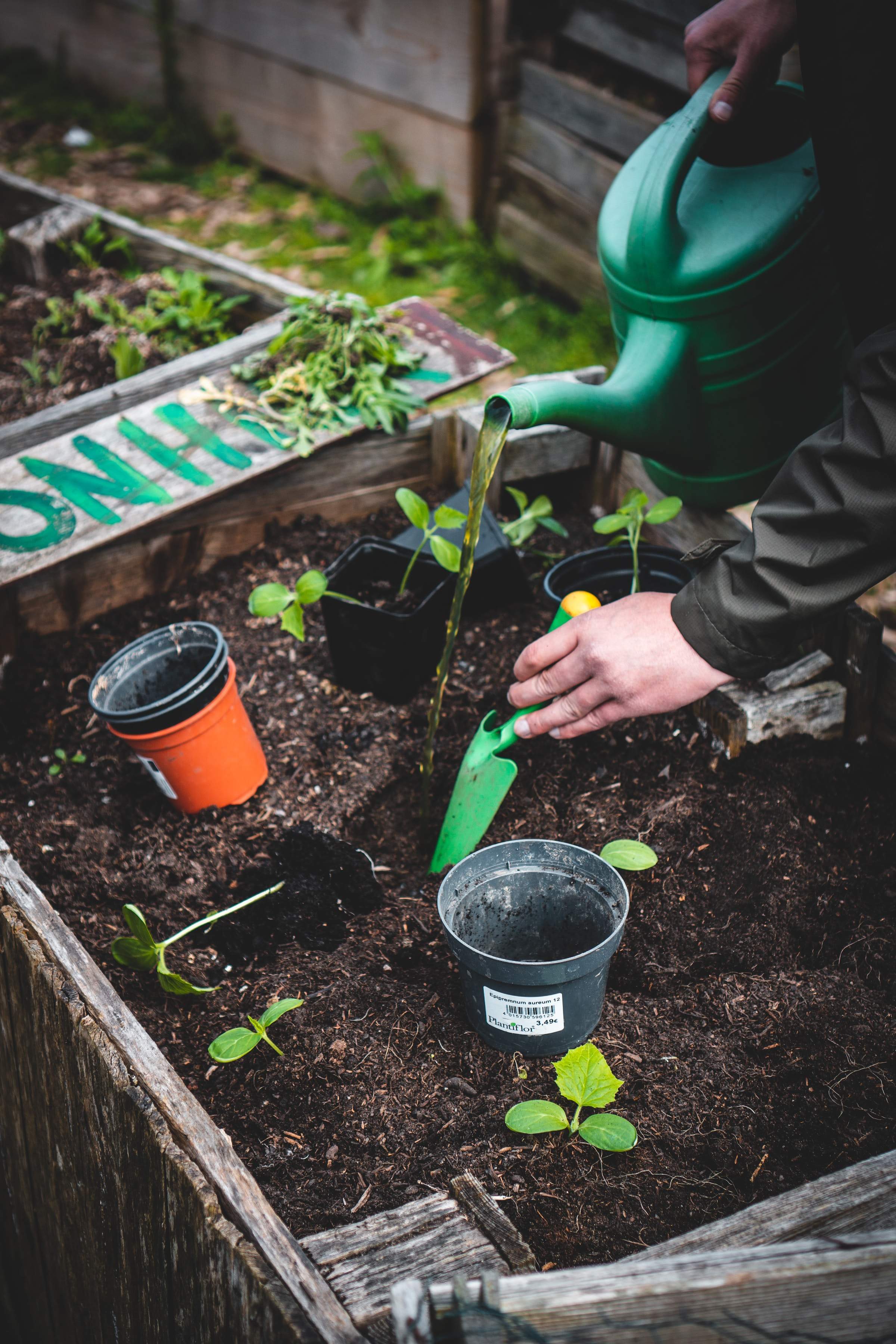 Amestecul care poate să îți protezeje plantele de boli. Trucul ieftin și eficient pe care trebuie să îl știi