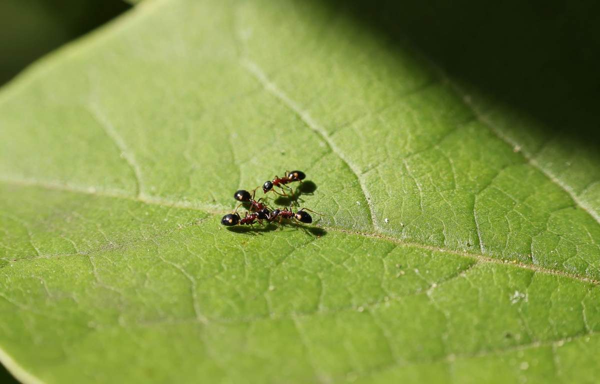 Planta care te ajută să scapi de furnicile din casă. Trucul rapid și eficient pe care nu-l știai