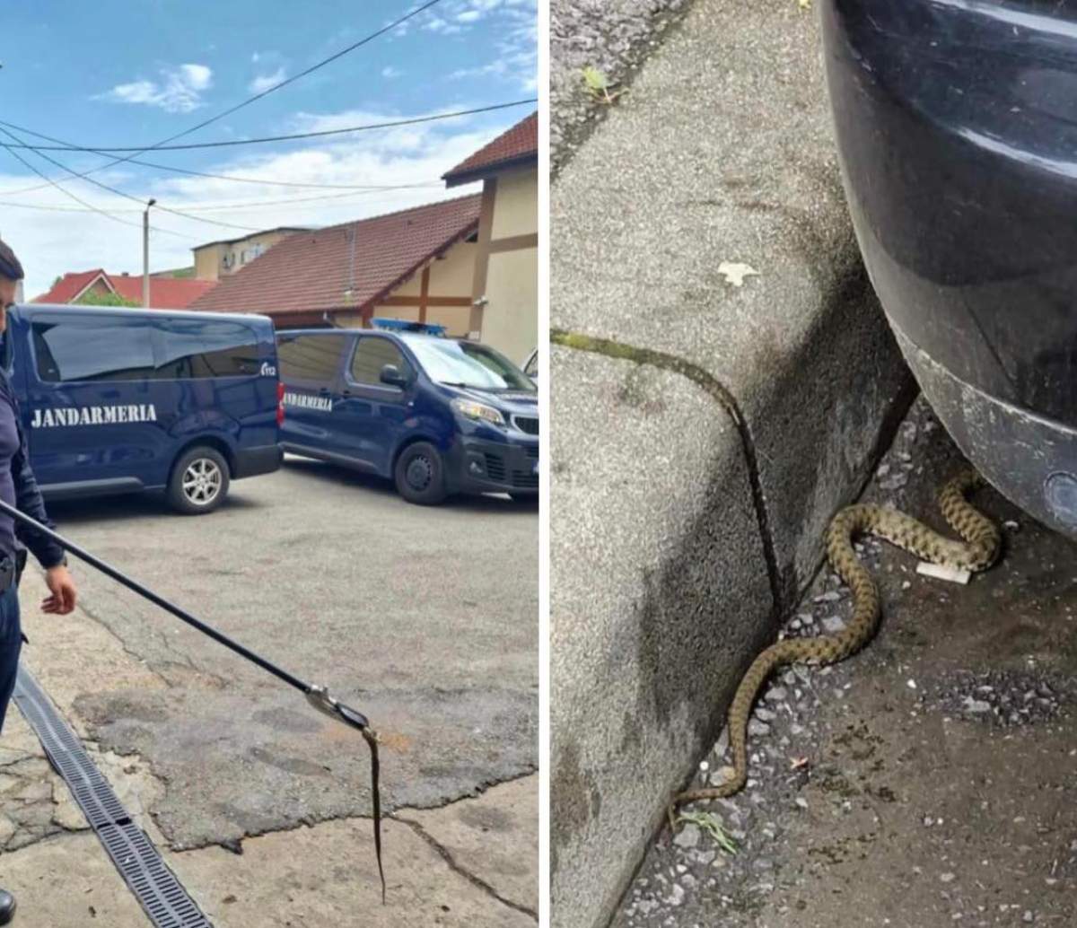 Colaj șerpi veninoși în România Colaj șerpi veninoși în România, după inundații