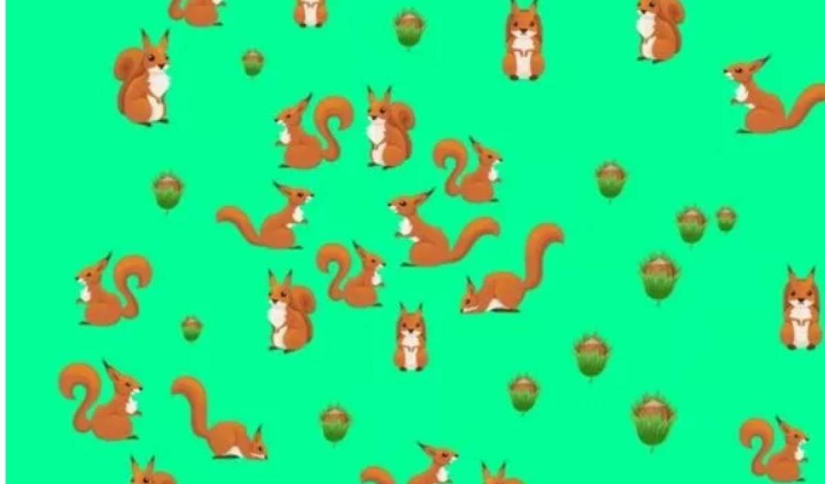 Poți separa veverițele de alune? Poți separa veverițele de alune?