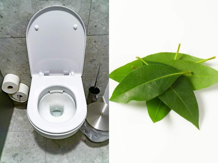 Colaj frunze de dafin și toaletă