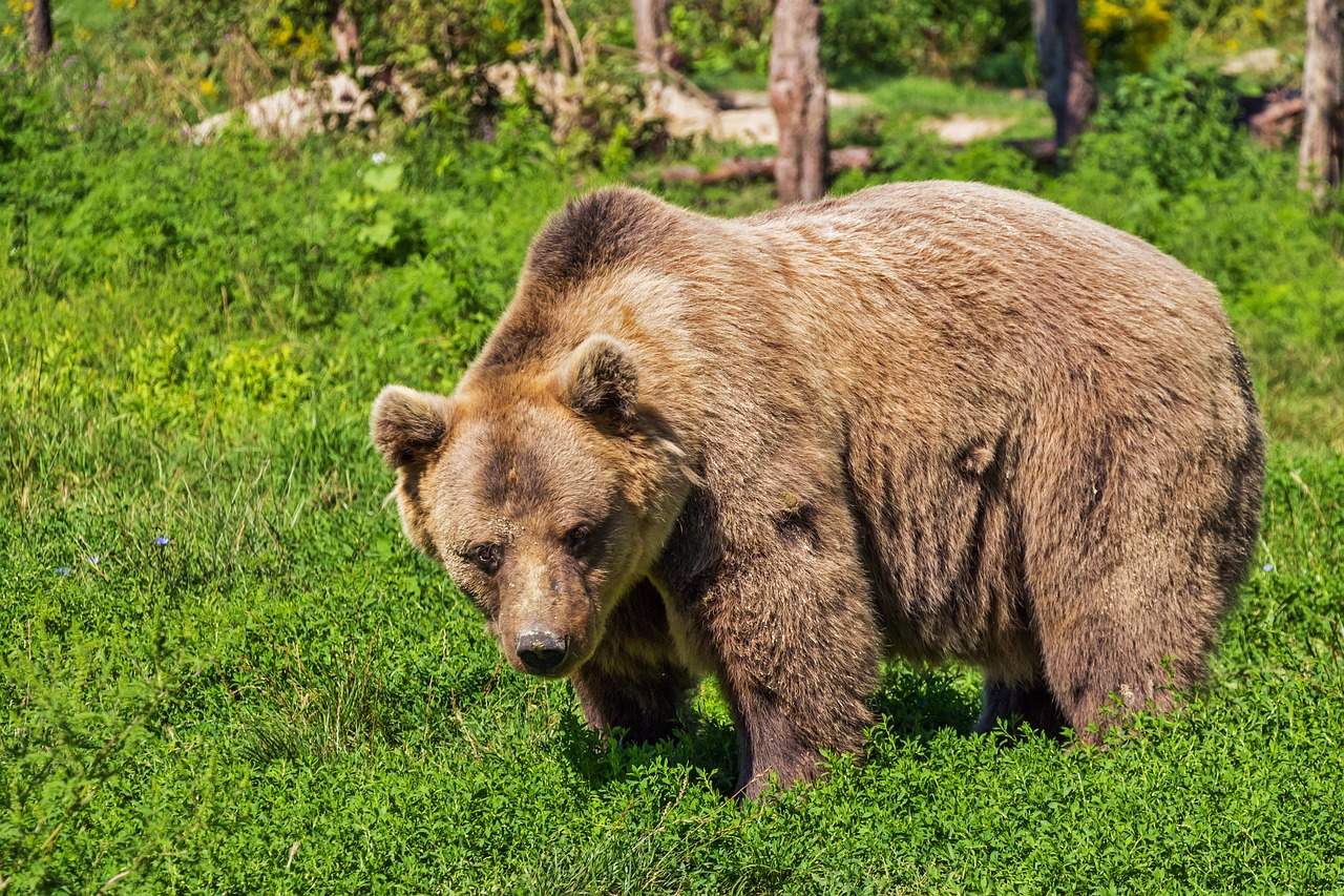 Ce să faci dacă te întâlnești cu ursul, la munte. Tehnicile simple care îți pot salva viața