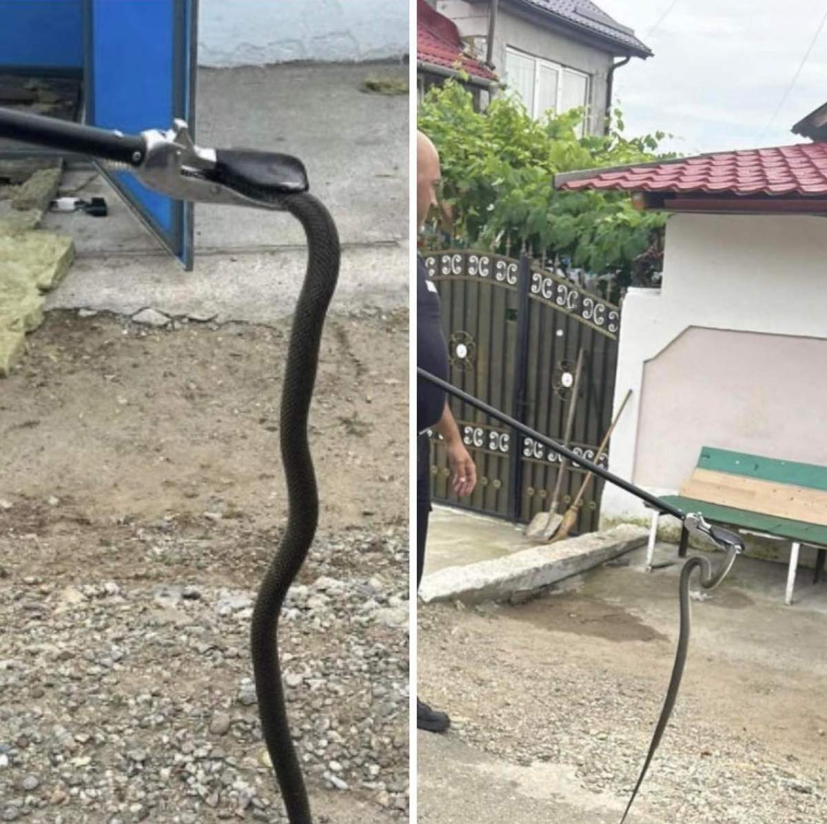 Oamenii au găsit un șarpe într-un aparat de cafea