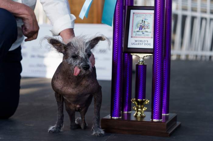 Cum arată Scooter, patrupedul desemnat cel mai urât câine al anului 2023. Ce premiu a primit / FOTO