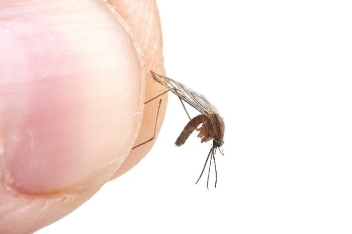 Cum să diferențiezi mușcătura de țânțar de cea de căpușă. Detaliile la care trebuie să fii atent
