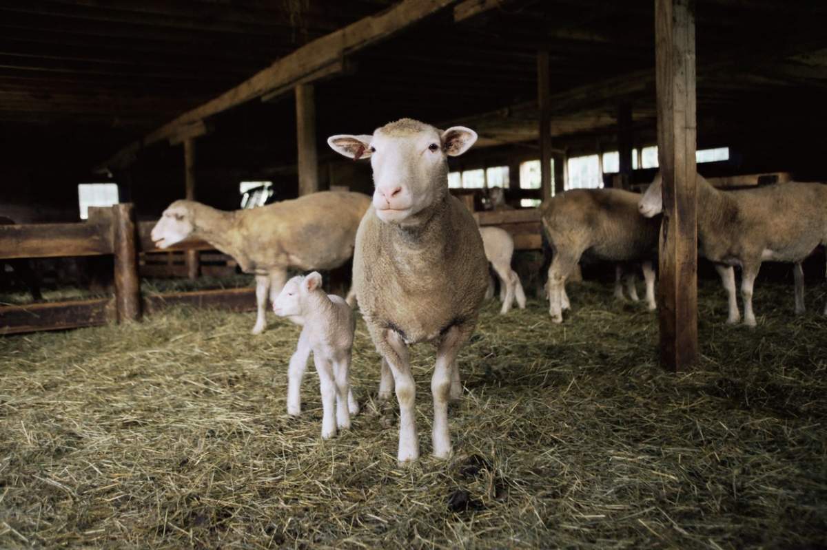 40 de oi, găsite într-un apartament din Franța. De ce erau ovinele ținute în locuință