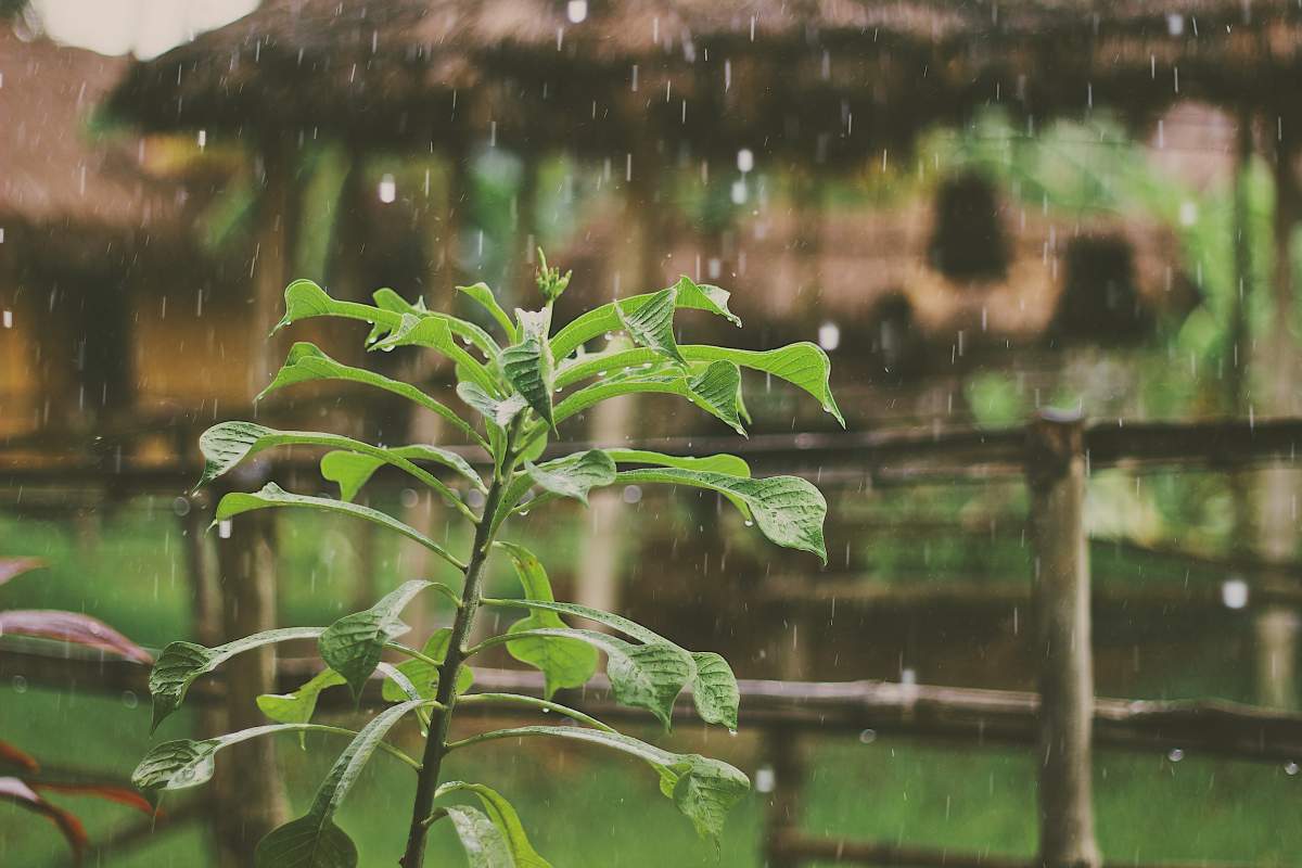 O plantă în ploaie