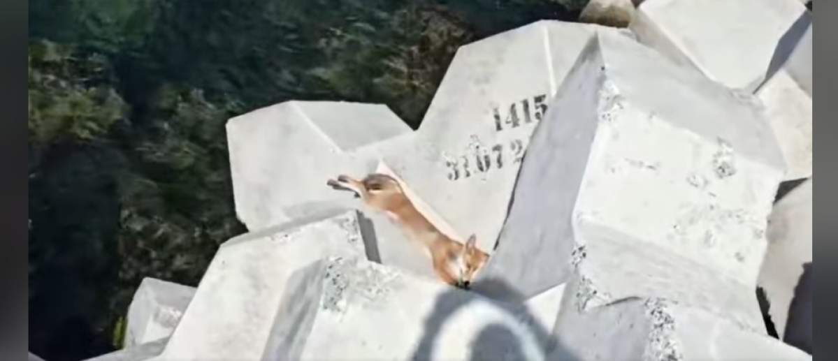 O vulpe a fost văzută printre turiști pe plaja din Eforie Nord
