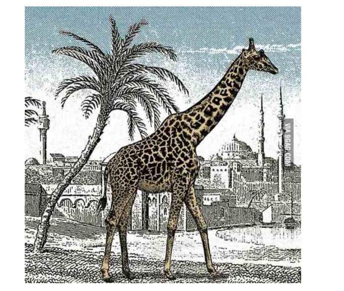 Testul de atenție care îți va da mari bătăi de cap! Doar Sherlock Holmes poate observa a doua girafă din imagine în doar 6 secunde / FOTO
