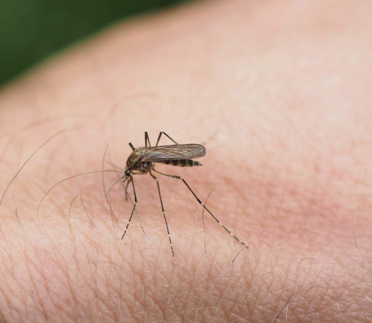 Cum scapi de țânțari