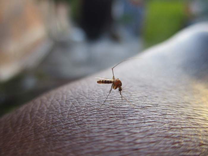 un țânțar