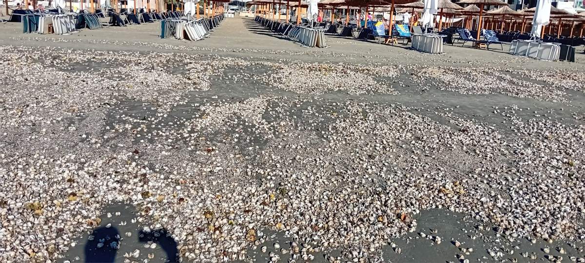 Plajele de pe litoral românesc Plajele de pe litoral românesc, pline cu melci și scoici după furtuna de noaptea trecută. Apa are un miros greu de suportat