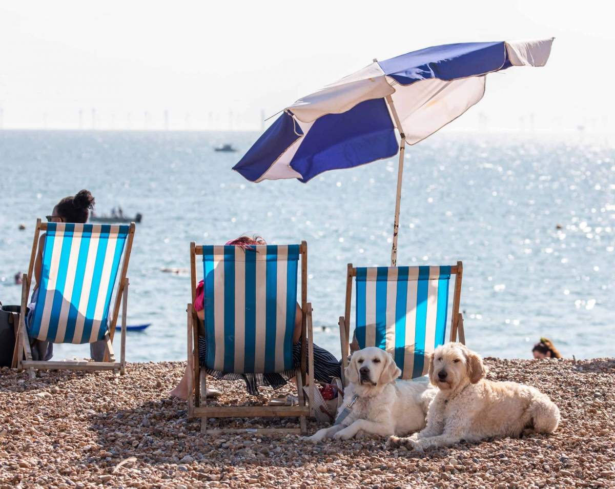 Românii care merg la plajă cu câinii riscă amenzi uriașe! Cât vor fi nevoiți să scoată din buzunar cei ce nu respectă această lege