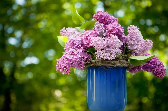 Ce trebuie să faci cu florile din locuința ta, înainte să pleci în concediu. În acest fel nu se vor usca