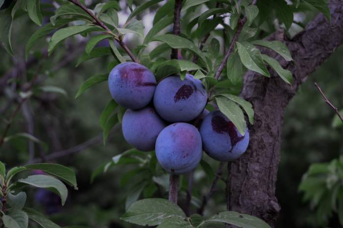 Cât zahăr se pune, de fapt, la gemul de prune. Multe gospodine fac greșeala asta