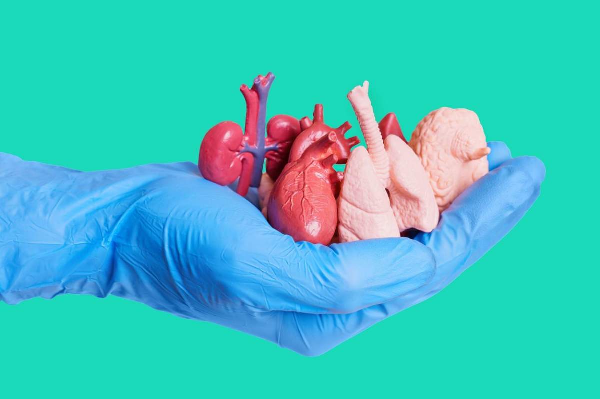 Prim-plan al unei mâini care poartă mănușă chirurgicală albastră ținând o mână de replici anatomice în miniatură ale organelor umane izolate