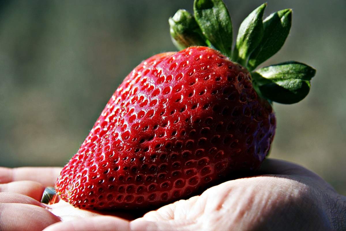 Soiul de căpșuni ce costă 350 de euro bucata. De ce este așa special și unde se pot găsi