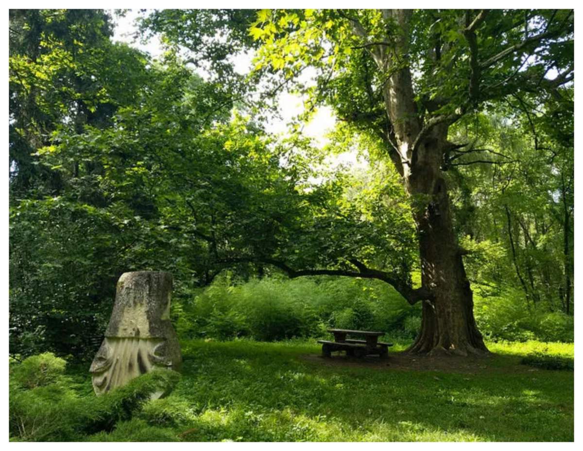 Locul din România unde se găsesc copaci gigantici. Stațiunea amintește de țările exotice și atrage numeroși turiști