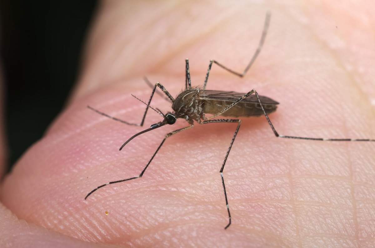 Fotografie cu un țânțar care mușcă