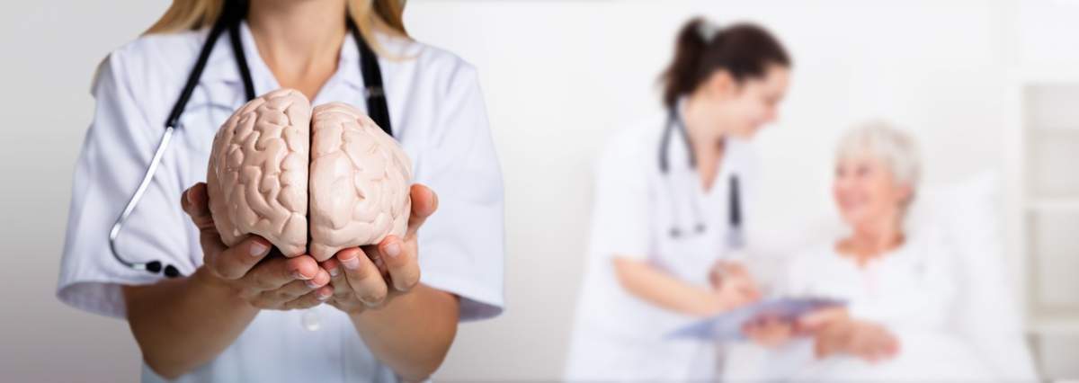 Doctor care ține în mână modelul creierului uman