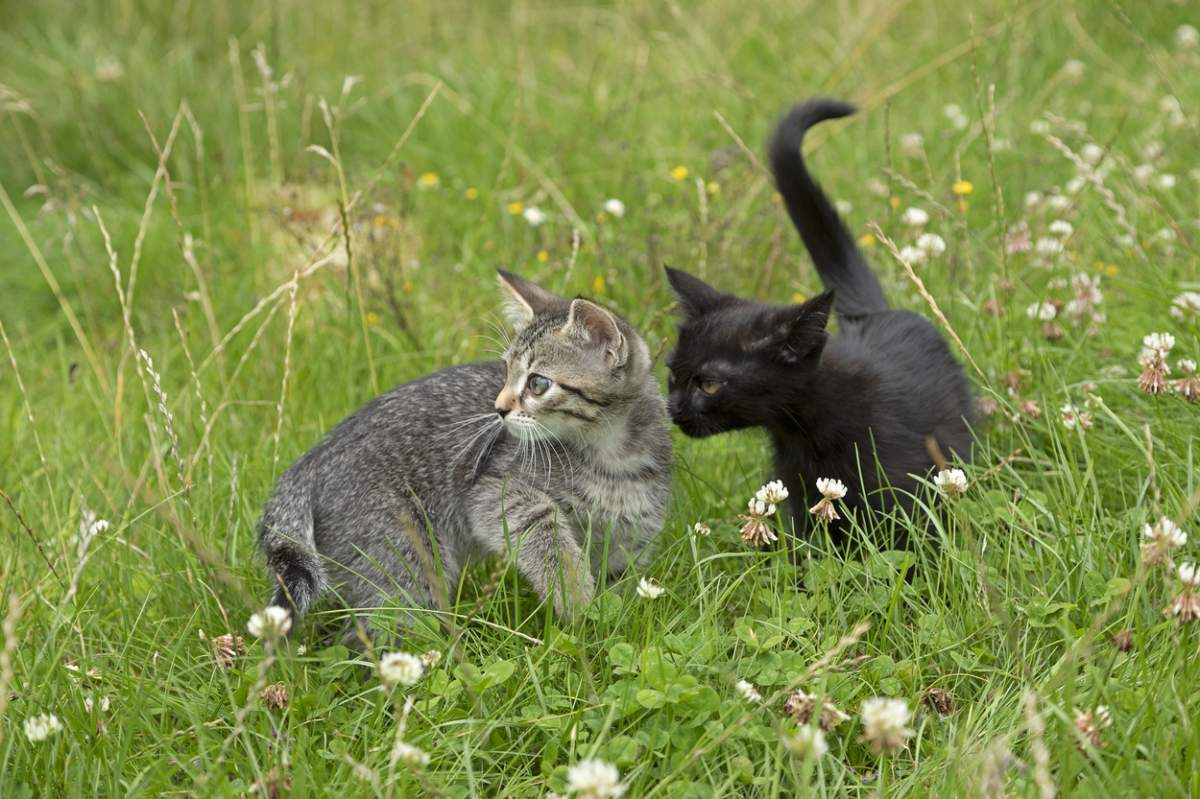 pisici care se joaca in iarba