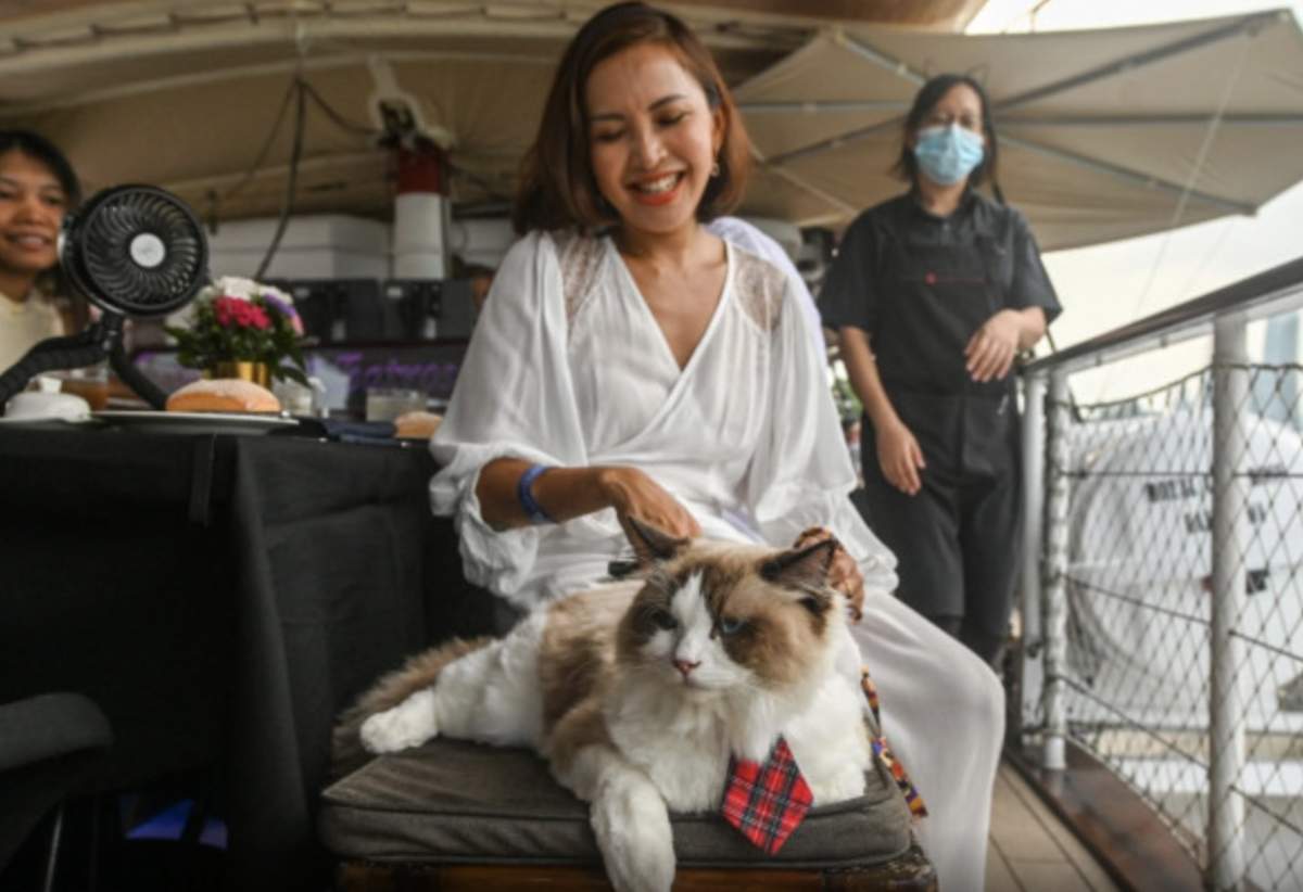 Stăpân cu pisica în croazieră Vacanță inedită pentru iubitorii de animale! Cât costă o croazieră cu pisici, în Singapore. Au fost vândute deja 200 de bilete