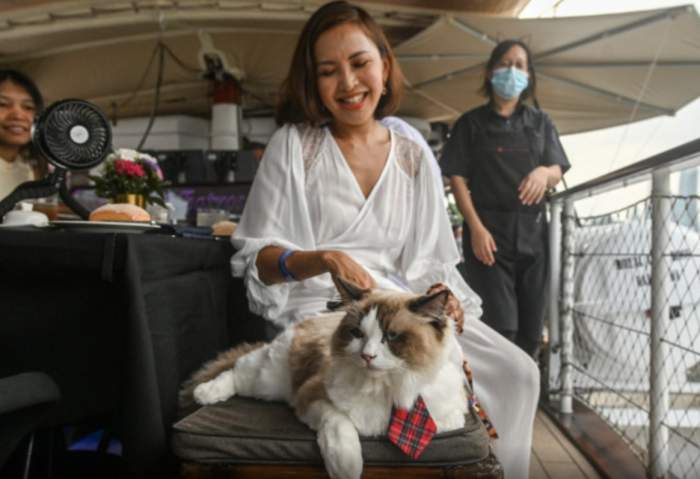 Vacanță inedită pentru iubitorii de animale! Cât costă o croazieră cu pisici, în Singapore. Au fost vândute deja 200 de bilete
