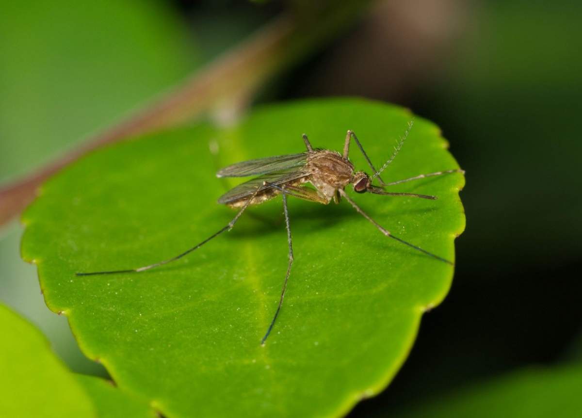 Tantari pe o frunza verde in timpul noptii in Houston, TX. Sunt cei mai prolifici în lunile mai calde și pot transporta virusul West Nile.