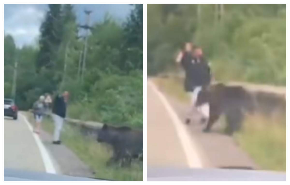 Momentul în care un turist inconștient este trântit la pământ de un urs / VIDEO