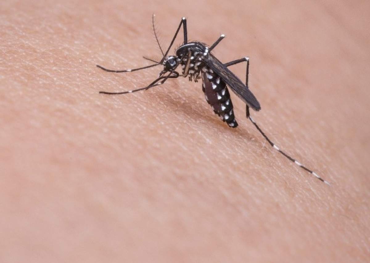 Țânțar A crescut numărul cazurilor de infecţie cu virusul West Nile, în România. Persoanele predispuse la această boală