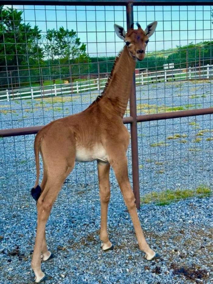 Incredibil! S-a născut o girafă fără pete. Reprezentanții de la zoo sunt de părere că animalul este un exemplar unicat / FOTO