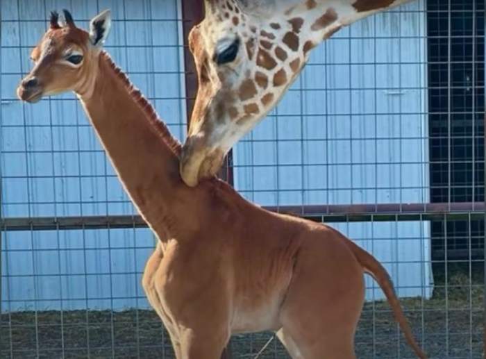 Incredibil! S-a născut o girafă fără pete. Reprezentanții de la zoo sunt de părere că animalul este un exemplar unicat