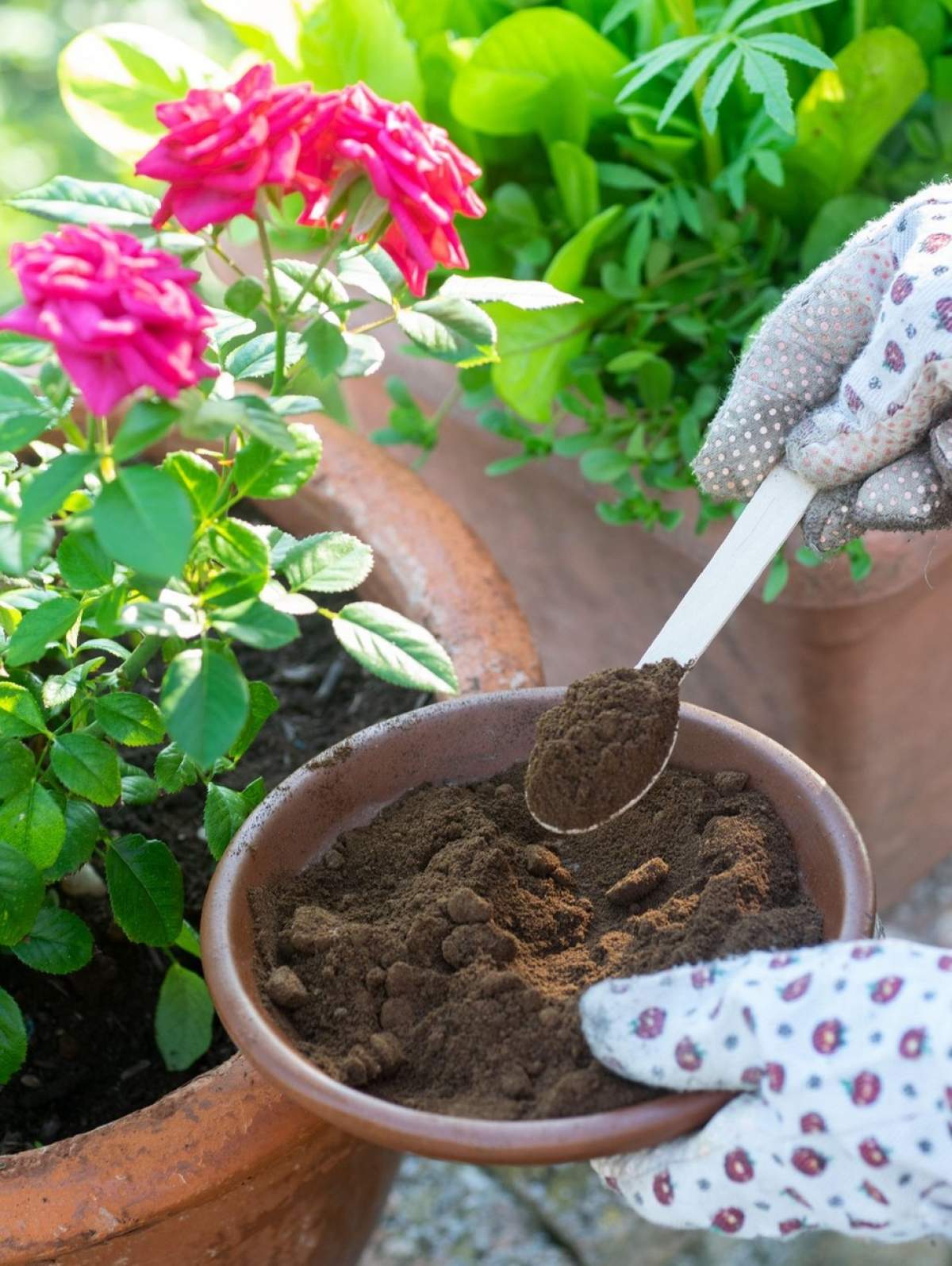 Fotografie cu o persoană care pune zaț de cafea la plante