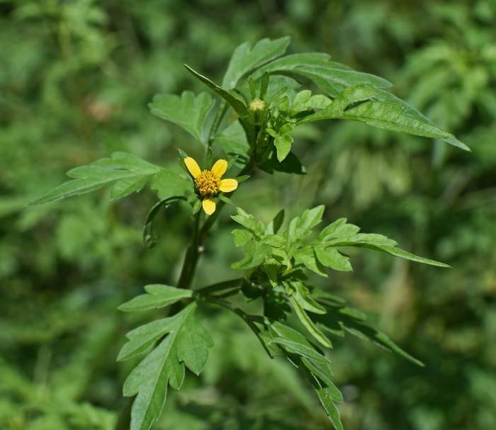 o plantă de ambrozie înflorită.