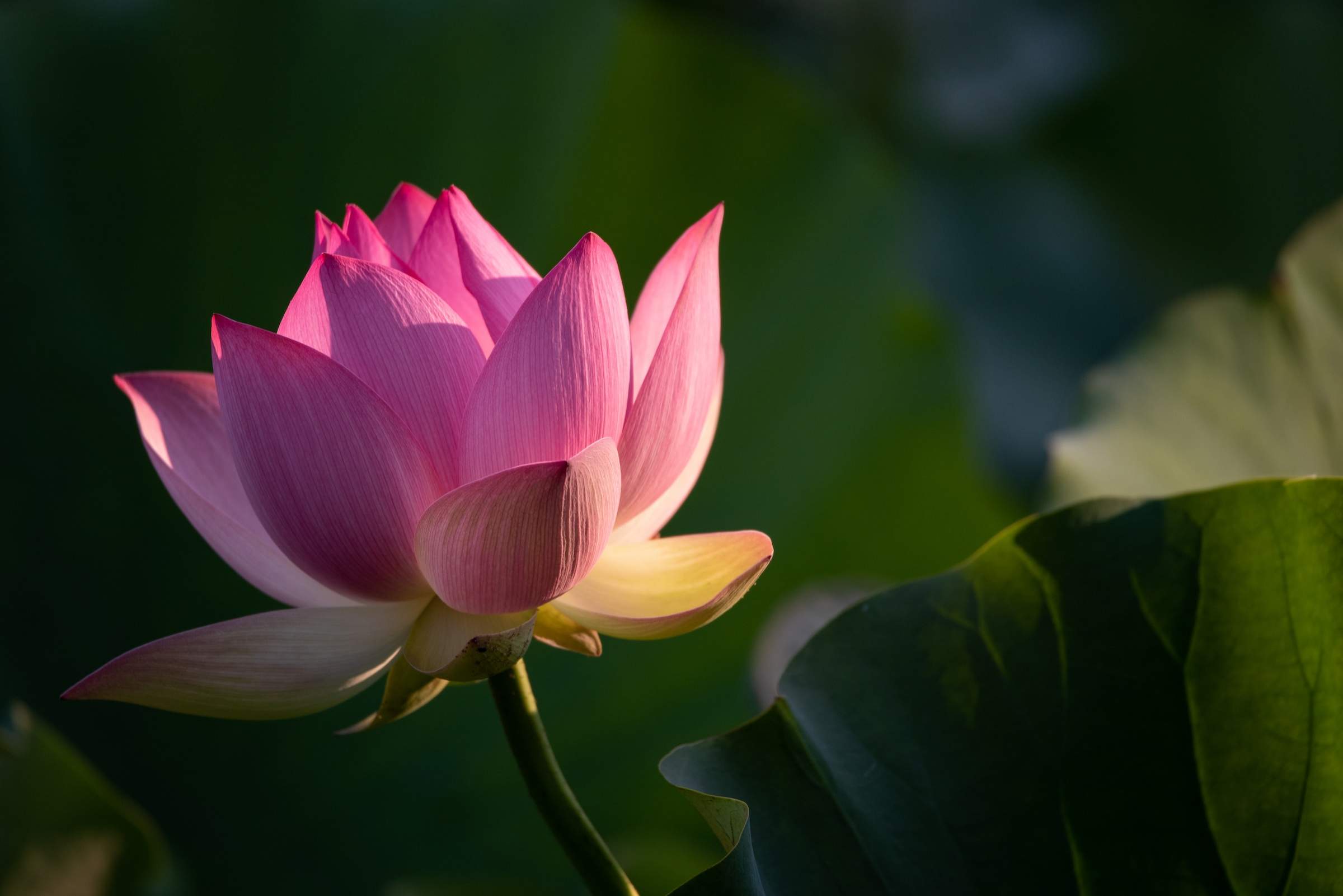 Floare de Lotus