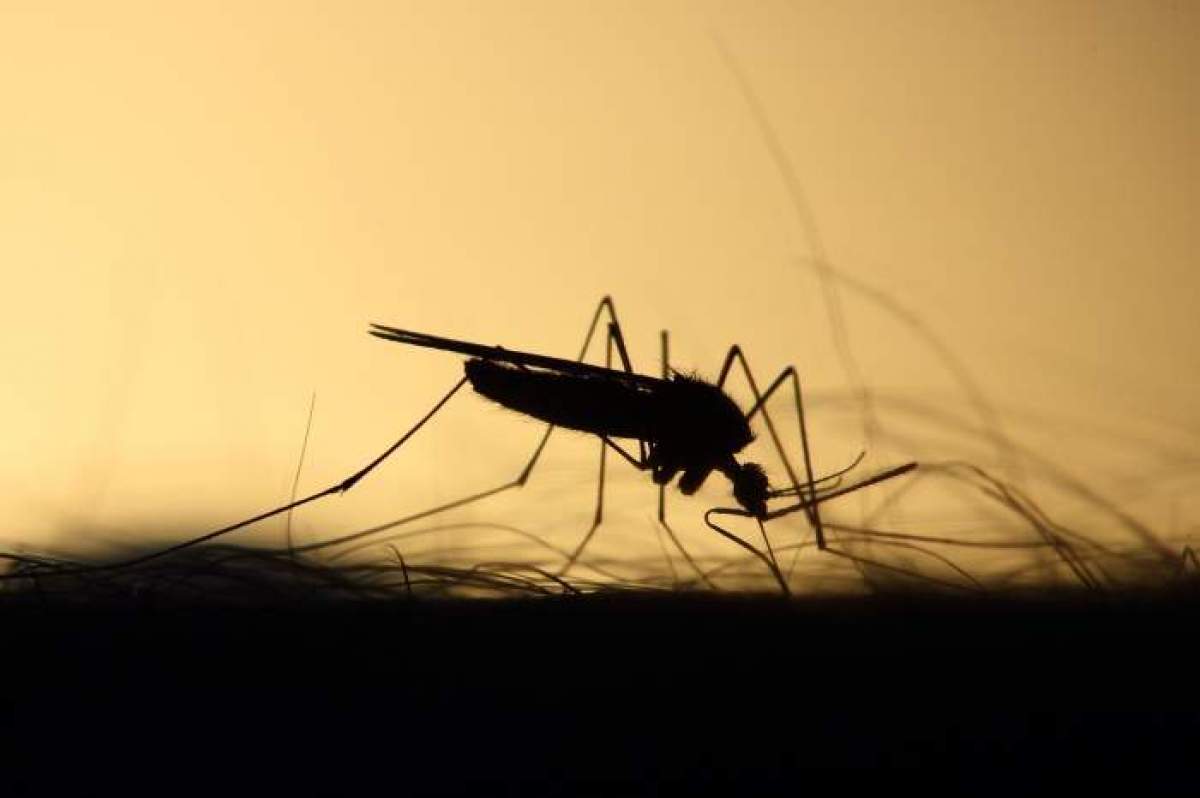 un țânțar