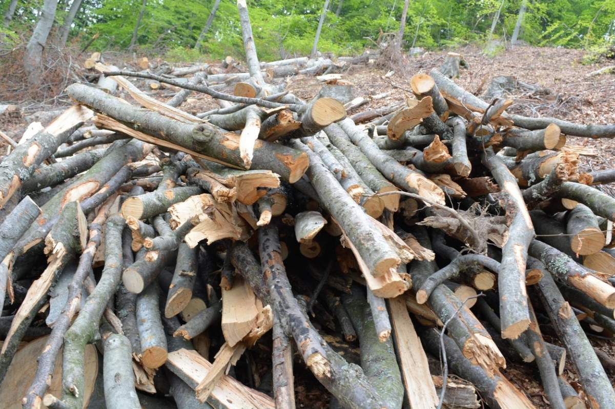 Lemne tăiate în pădure