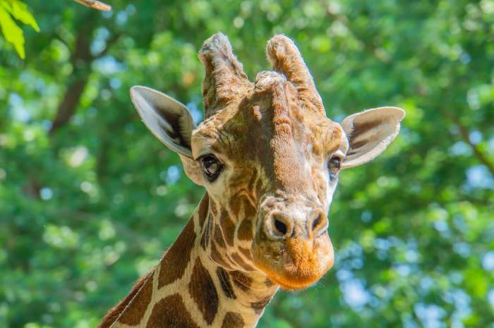 Portretul unei girafe tinere pascand iarba si privind curios la camera