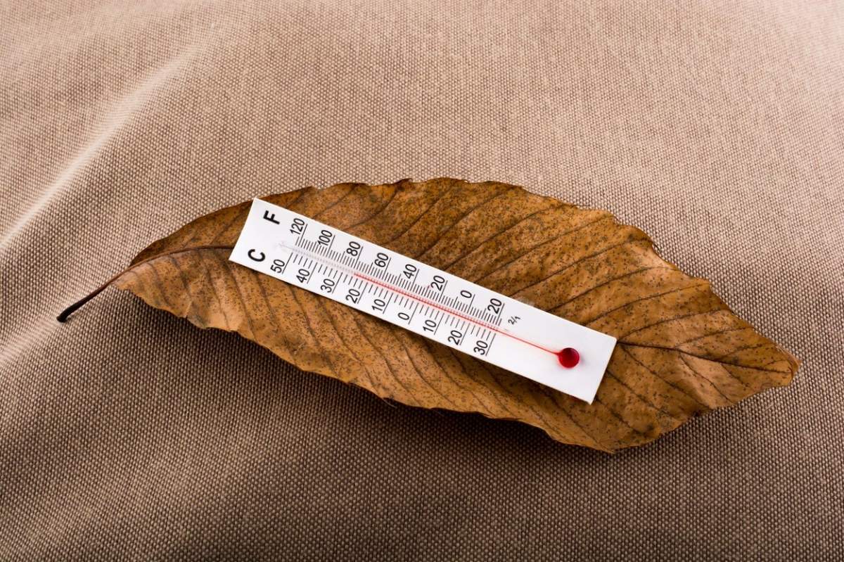 Un termometru pe o frunză