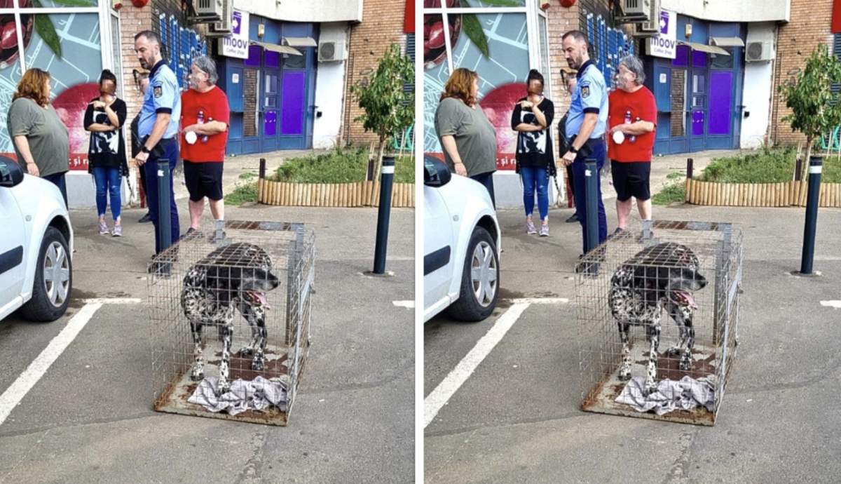 Caine din rasa Brac care a atacat, de curând, doua persoane în București, sector 6 Alte două persoane au fost atacate de un câine pe o stradă din București, de un caine din rasa metis de Brac