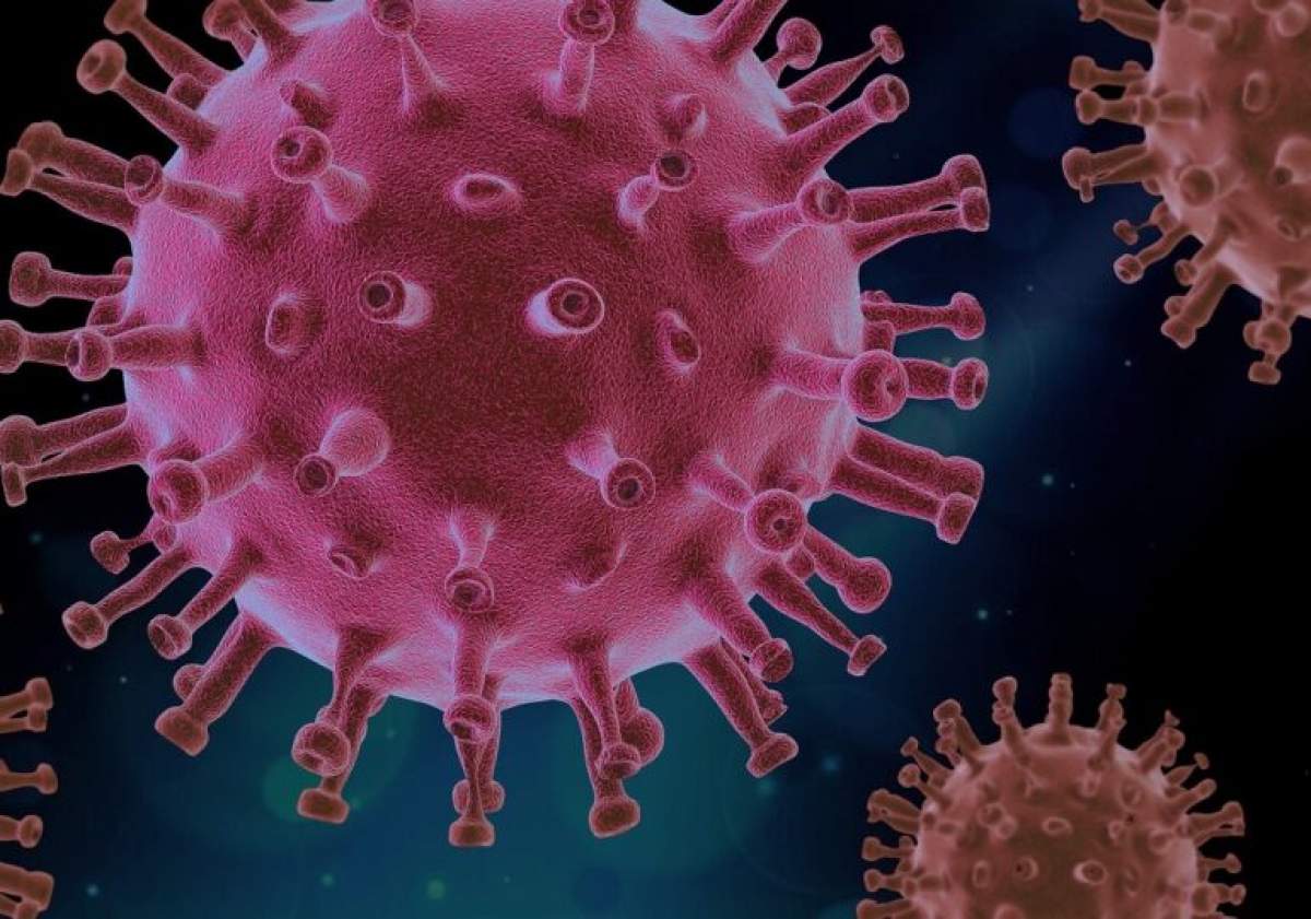 Alertă sanitară! Un nou virus creează panică în lume. Se transmite de la lilieci şi porci. Peste 130 de persoane au fost testate pozitiv