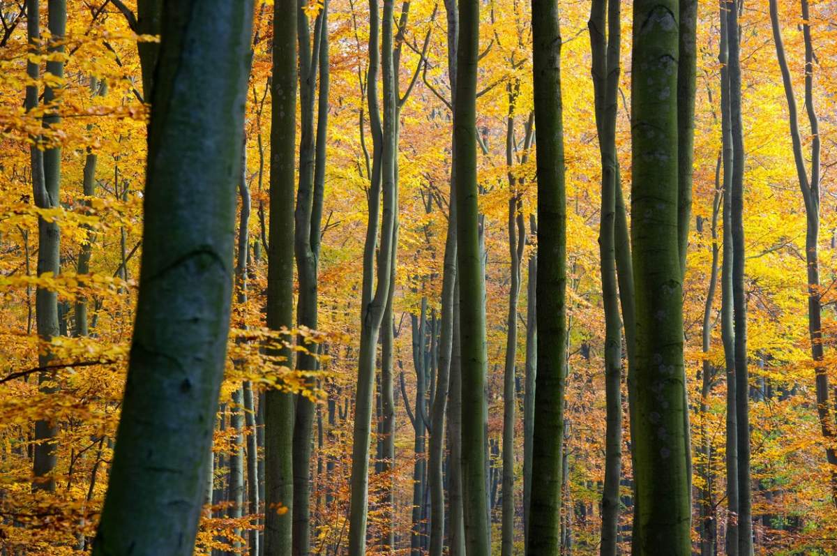 Un român a dispărut într-o pădure din Germania