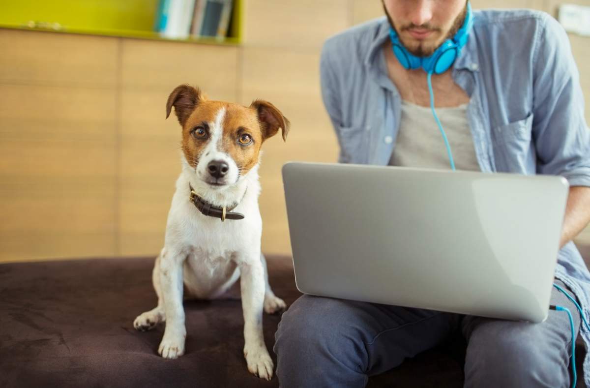 Fotografie cu un bărbat care lucrează pe laptop și câinele lui