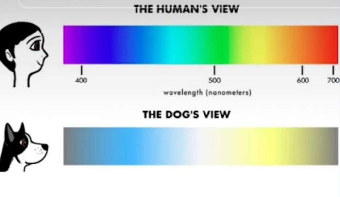Ce culori poate vedea câinele tău. Nu mulți iubitori de animale știu asta