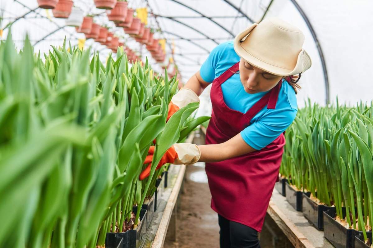 Fotografie cu un grădinar care are grijă de plantele din seră