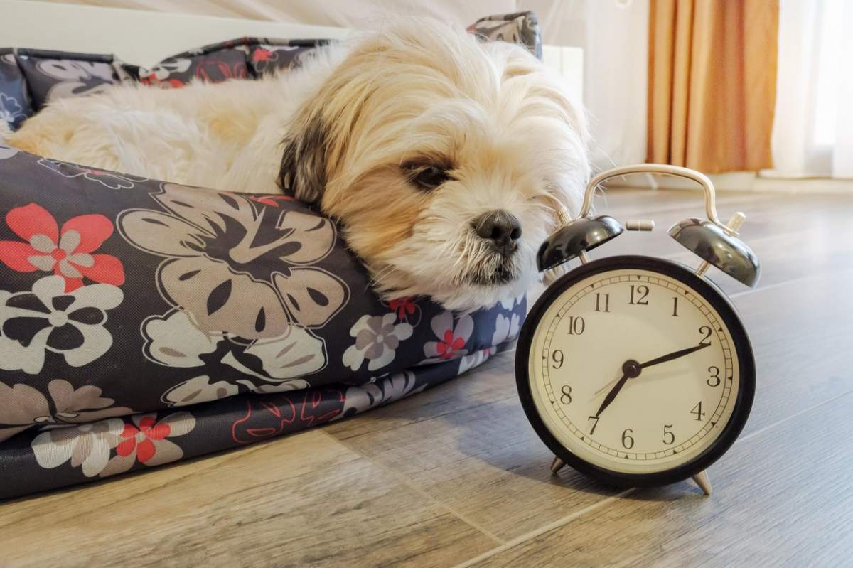 Fotografie cu un câine care doarme lângă un ceas