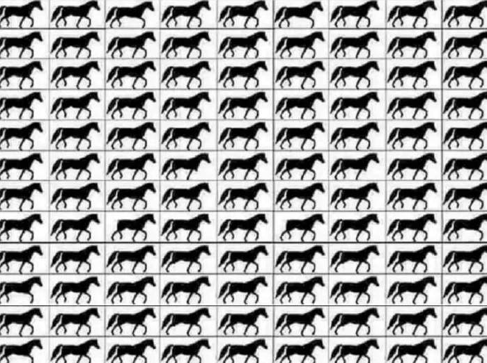Test iluzie optică! Găsește caii cu trei picioare ascunși în imagine în doar 15 secunde / FOTO