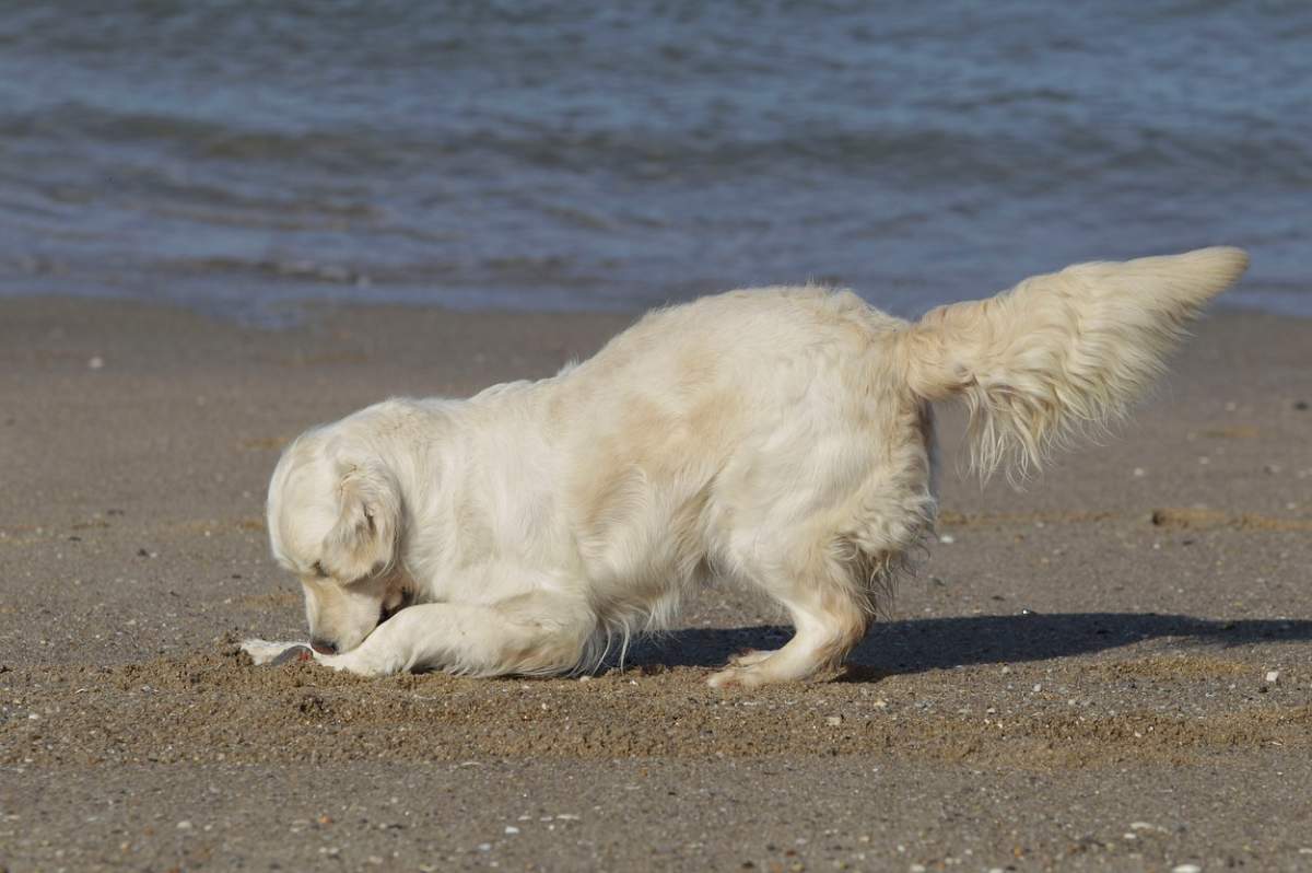 Fotografie cu un câine care sapă în nisip