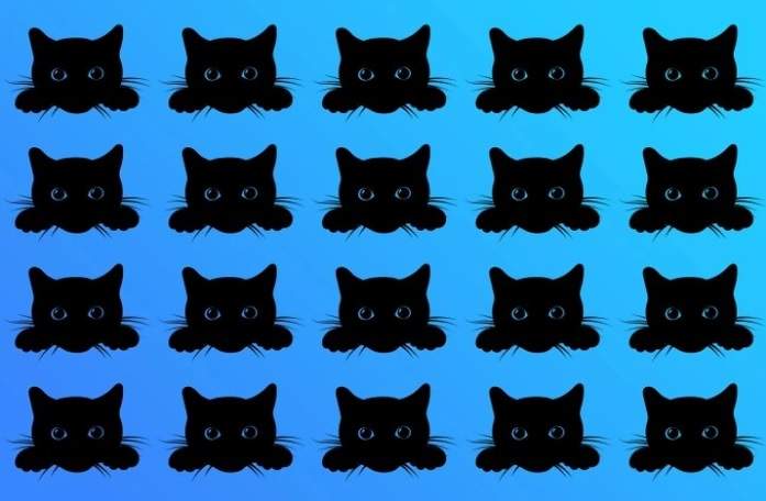 Test de inteligență! Identifică pisica neagră diferită din imagine! Ai la dispoziție 15 secunde / FOTO